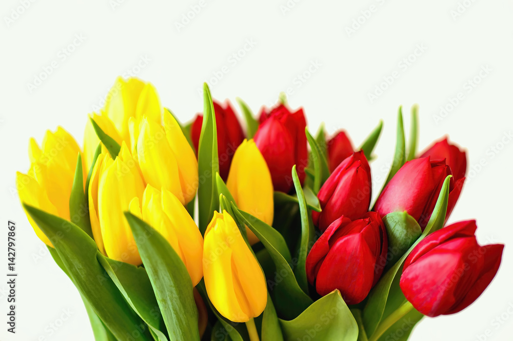 Beautiful red and yellow tulips on white background. Fresh blooming petals. Celebrate bouquet. Beautiful red and yellow tulips on white background. Fresh blooming petals. Celebrate bouquet.