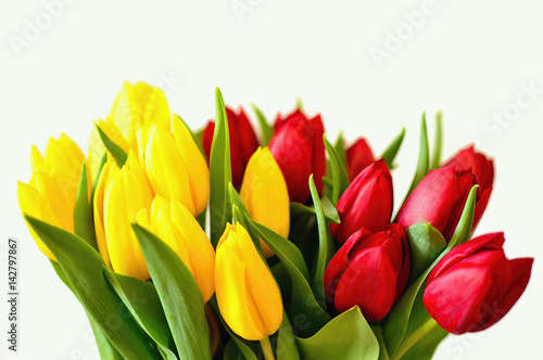 Beautiful red and yellow tulips on white background. Fresh blooming petals. Celebrate bouquet.