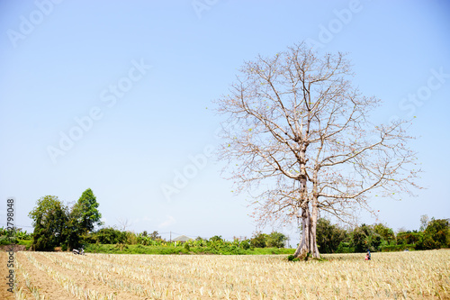 big lonely tree on  pineapple field.