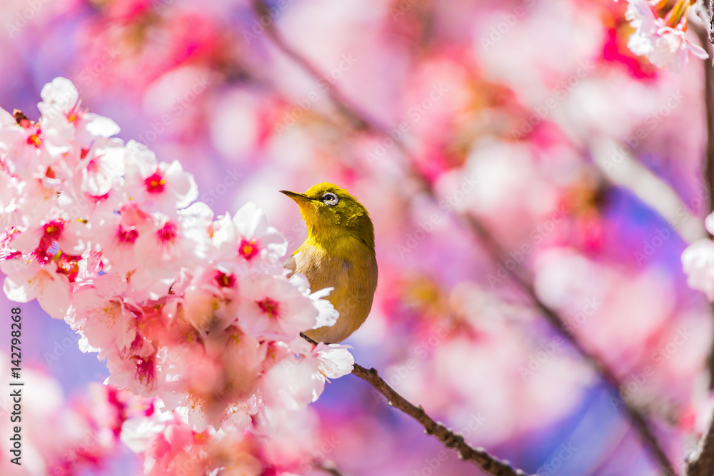The Japanese White-eye and cherry blossoms. Located in Tokyo Prefecture Japan. The Japanese White-eye and cherry blossoms. Located in Tokyo Prefecture Japan.