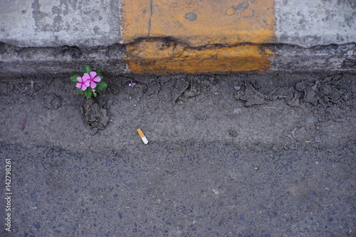 pink flower on street. Flower grow on asphalt.