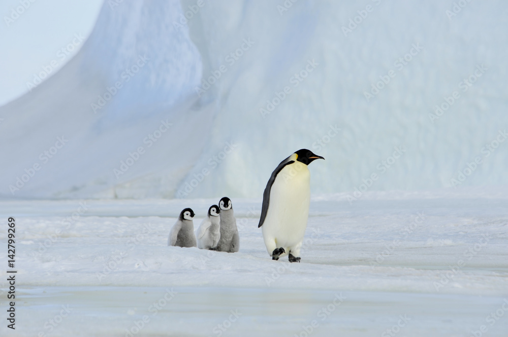 Fototapeta premium Emperor Penguins with chick