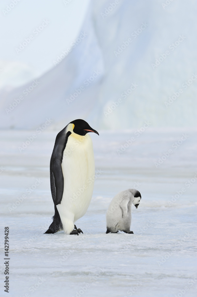 Fototapeta premium Emperor Penguin with chick