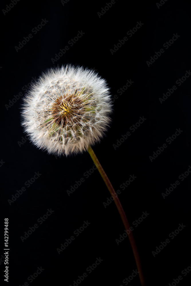dandelion dandelion