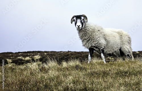 Photo Horned sheep on moorland