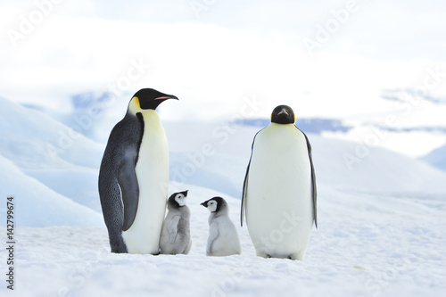Emperor Penguins with chick © Silver