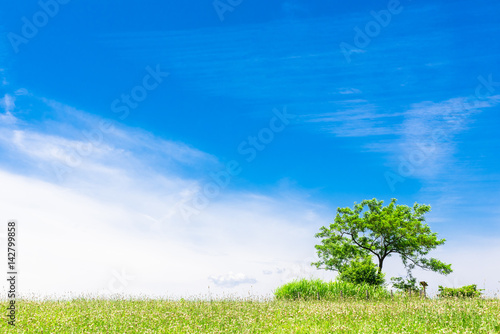 青空と丘の木