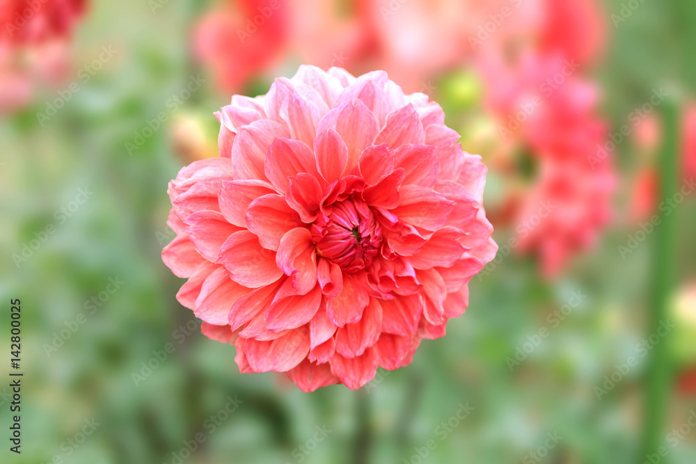 Flowers Flowers