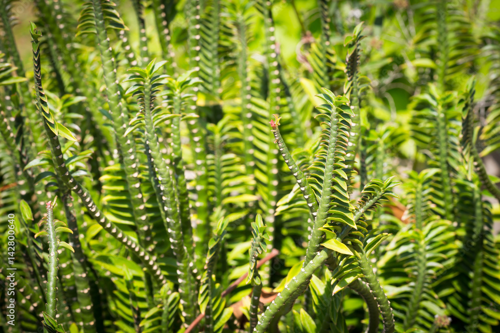 Thai herbs.Homalocladium platycladum,Muehlenbeckia platyclada Meissn