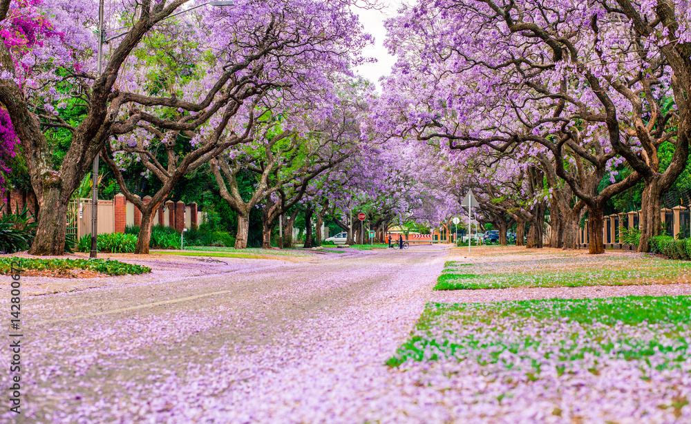 Jacaranda's Jacaranda's