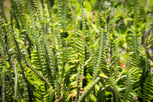 Thai herbs.Homalocladium platycladum,Muehlenbeckia platyclada Meissn (centipede plant, tapeworm plant or ribbonbush). traditionally used as a medicinal plant