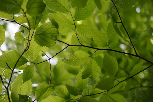 Quadro su tela Fresh alder leaf background, view from below the tree