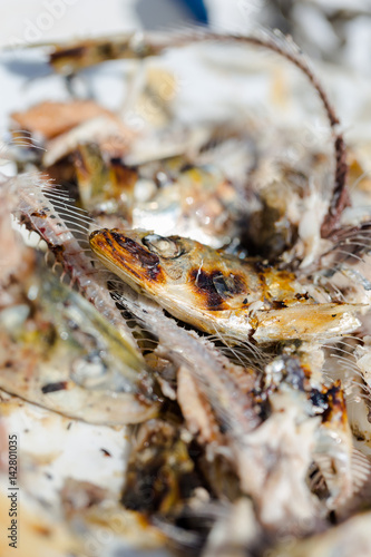 Grilled eaten sardines on plate close up on bones, head and eye