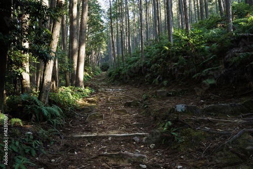 Ancient pilgrimage routes in Kumano, Japan