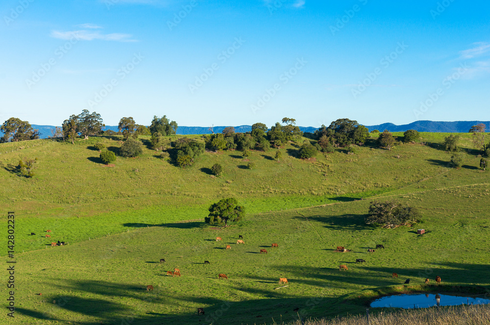 Aerial view of grazing cows on green paddock, pasture