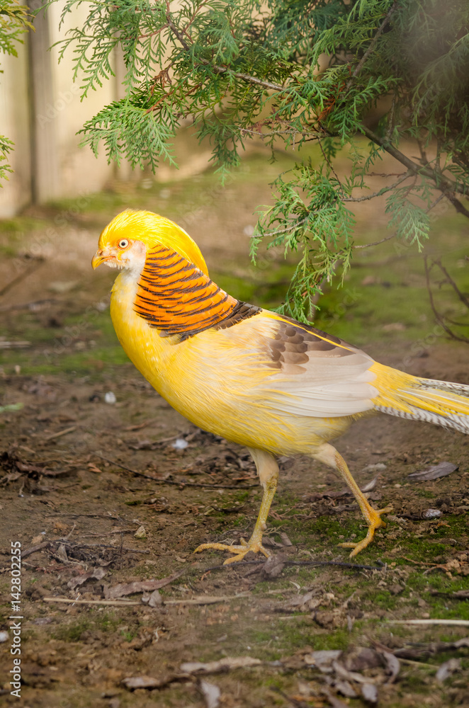 Fototapeta premium Golden pheasant Chrysolophus pictus