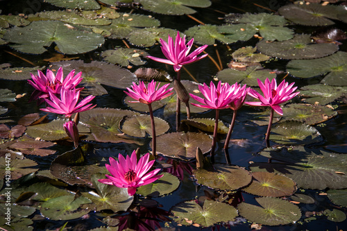 Pink lotus in the pond.Chiang Rai Thailand