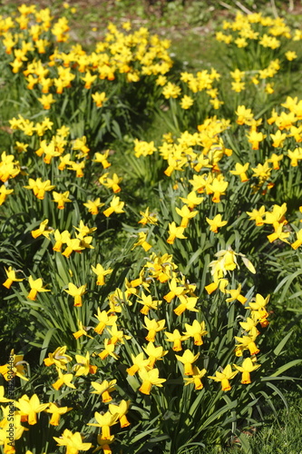 Narzissenblüte (Narcissus Pseudonarcissus)