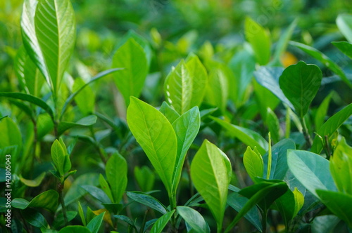 The landscape of the green plant leaves in the garden.