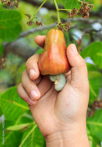 Hand harvesting Cashew fruit (Anacardium occidentale) on tree