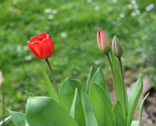 Fototapeta Naklejka Na Ścianę i Meble -  Rote Tulpen blühen auf
