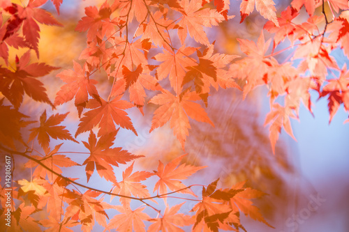 朝陽に照らされる紅葉 © macoco