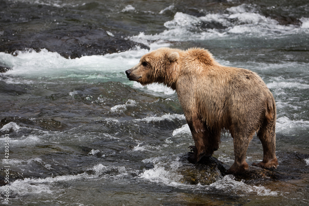 Grizzly bear watching the river waiting for fish Grizzly bear watching the river waiting for fish
