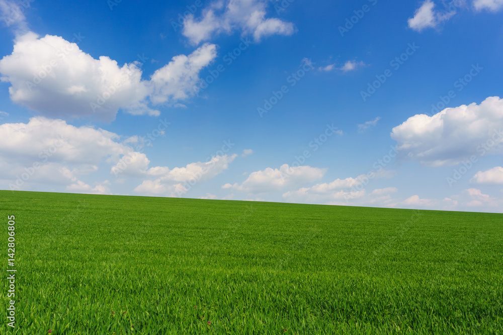 Bright sunny spring day large clouds over green field of young wheat Bright sunny spring day large clouds over green field of young wheat