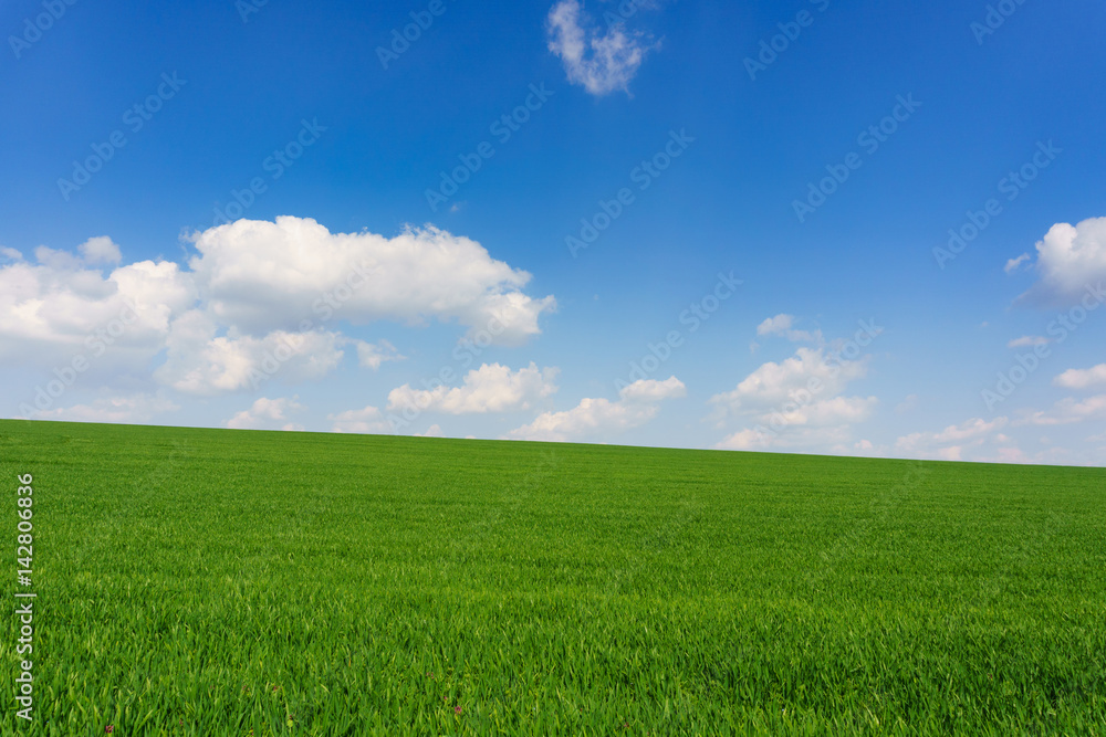 Bright sunny spring day large clouds over green field of young wheat