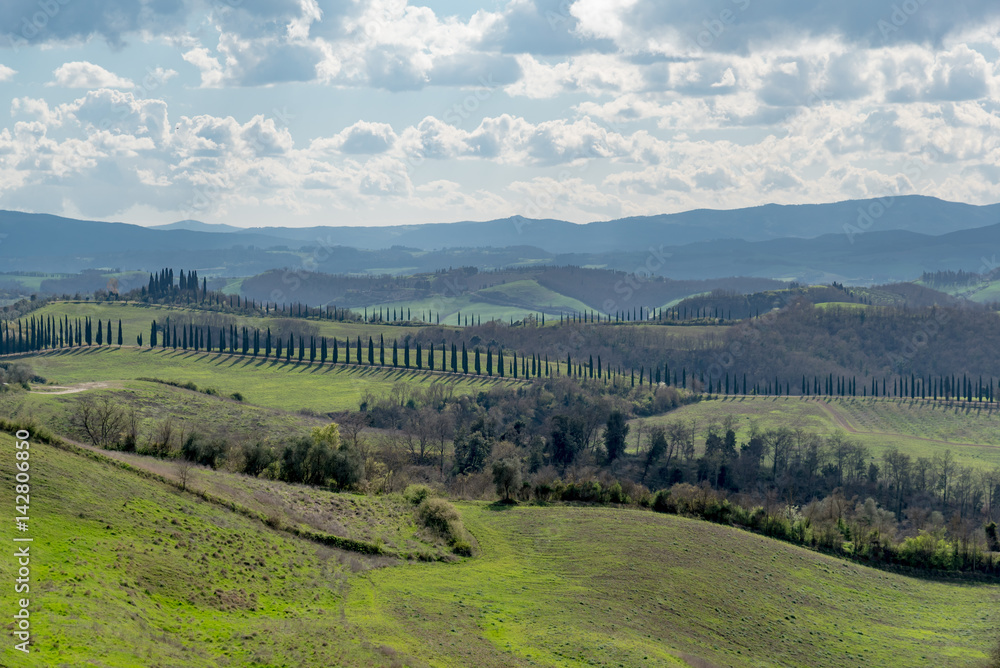 Obraz premium trees and houses in the green hills of Tuscany in spring