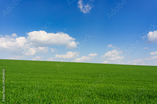 Bright sunny spring day large clouds over green field of young wheat © zing