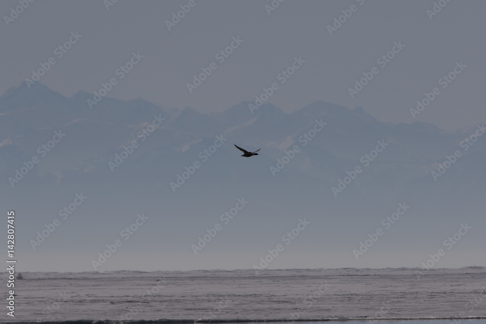 Flying cormorant under the Baikal lake. Flying cormorant under the Baikal lake.