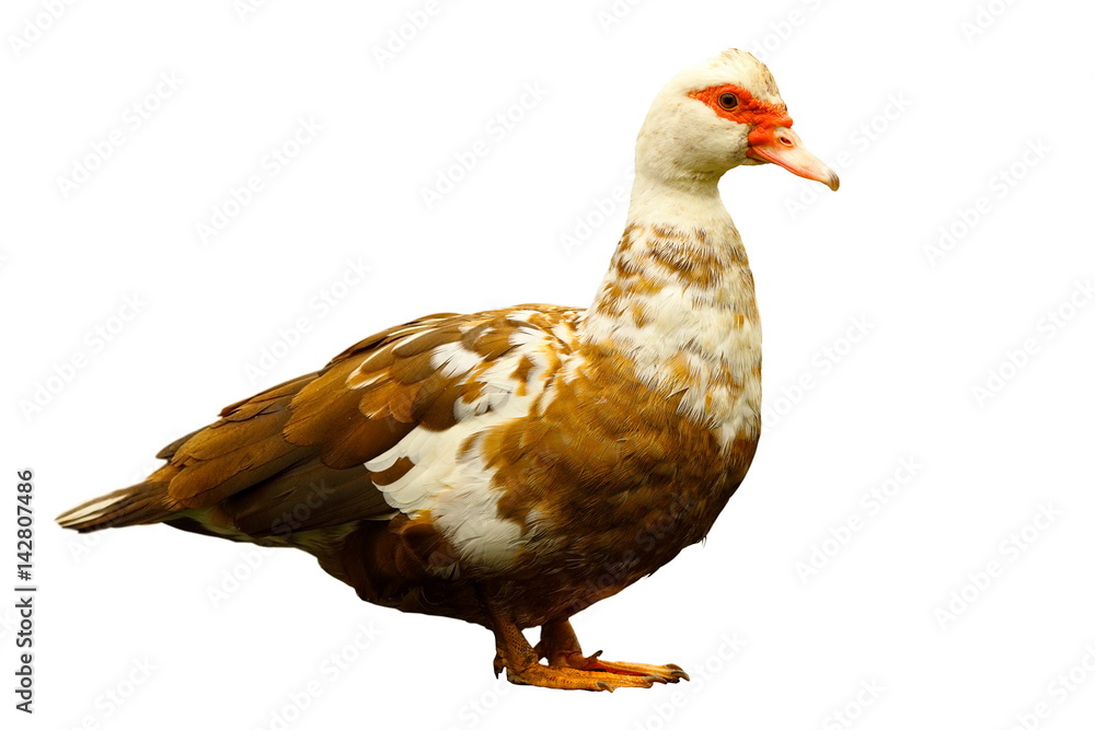 colorful domestic duck isolated over white background colorful domestic duck isolated over white background