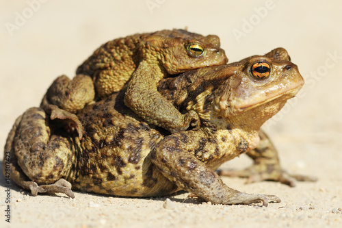 brown toads mating in spring