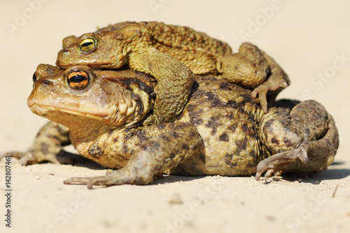 Bufo toads mating in spring