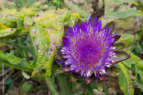 Artichoke flowering