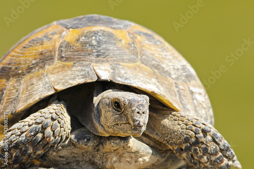 Cuadro en lienzo Testudo graeca close up