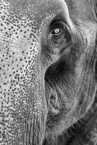 Aisan Elephant
