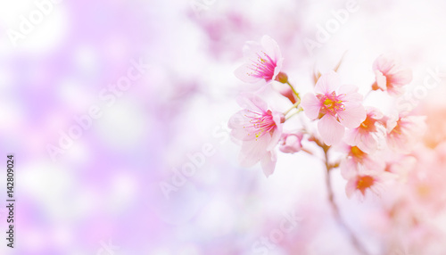 Spring flowers background. pink blossom © fgnopporn