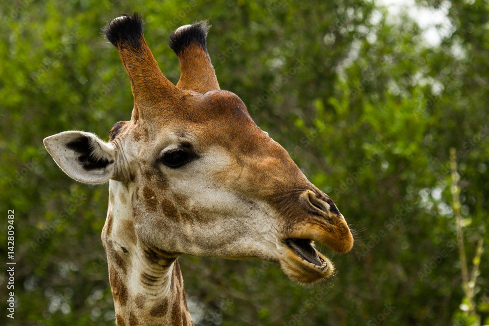 Fototapeta premium Giraffe face