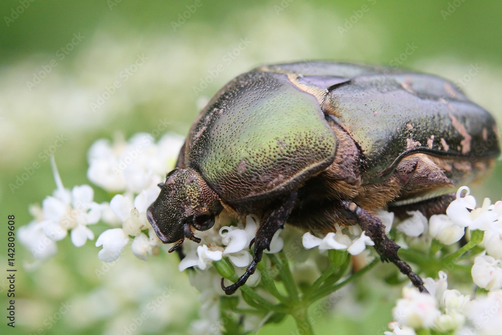 Cetonia aurata or Rose Chafer beetle – beautiful green bug
