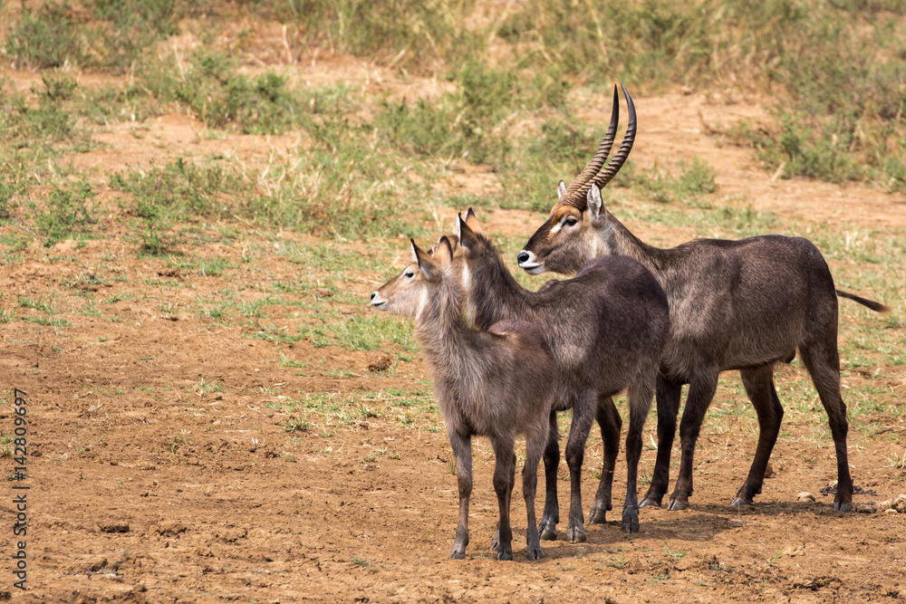 Obraz premium Waterbuck 