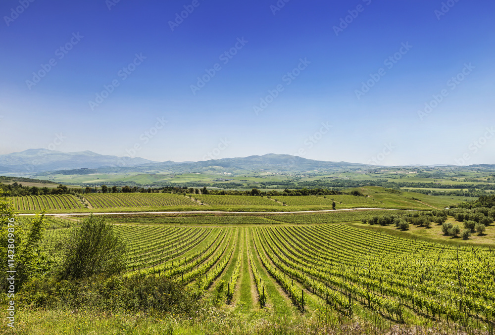 The Vineyards Of Tuscany, Italy
