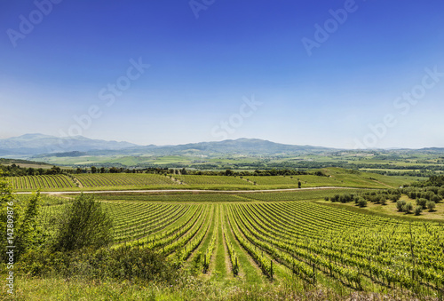 The Vineyards Of Tuscany, Italy