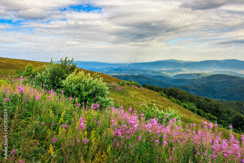 meadow with purple flowers in mountains
