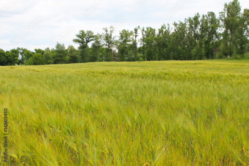 Field of green wheat Field of green wheat