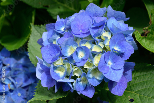 Hydrangea - Hydrangea macrophylla.  