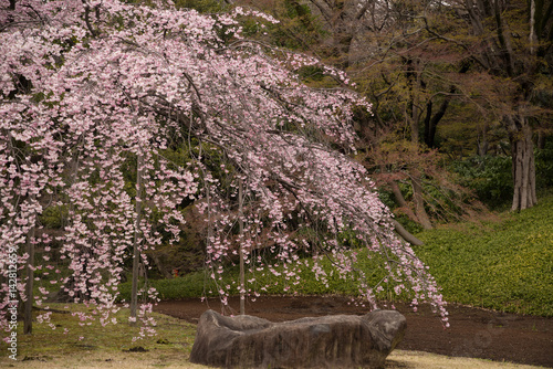 Weeping cherry blossoms at Koishikawa korakuen Gardens, Tokyo, Japan (1st of April, 2017)