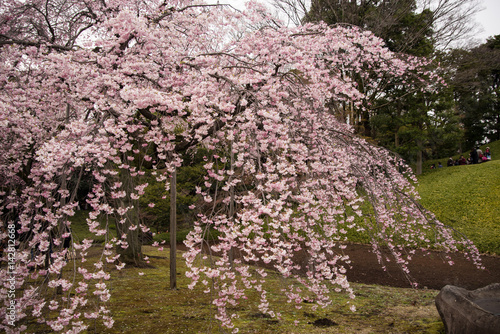 Weeping cherry blossoms at Koishikawa korakuen Gardens, Tokyo, Japan (1st of April, 2017)