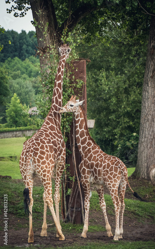 Giraffe couple feeding